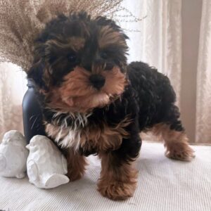 yorkiepoo