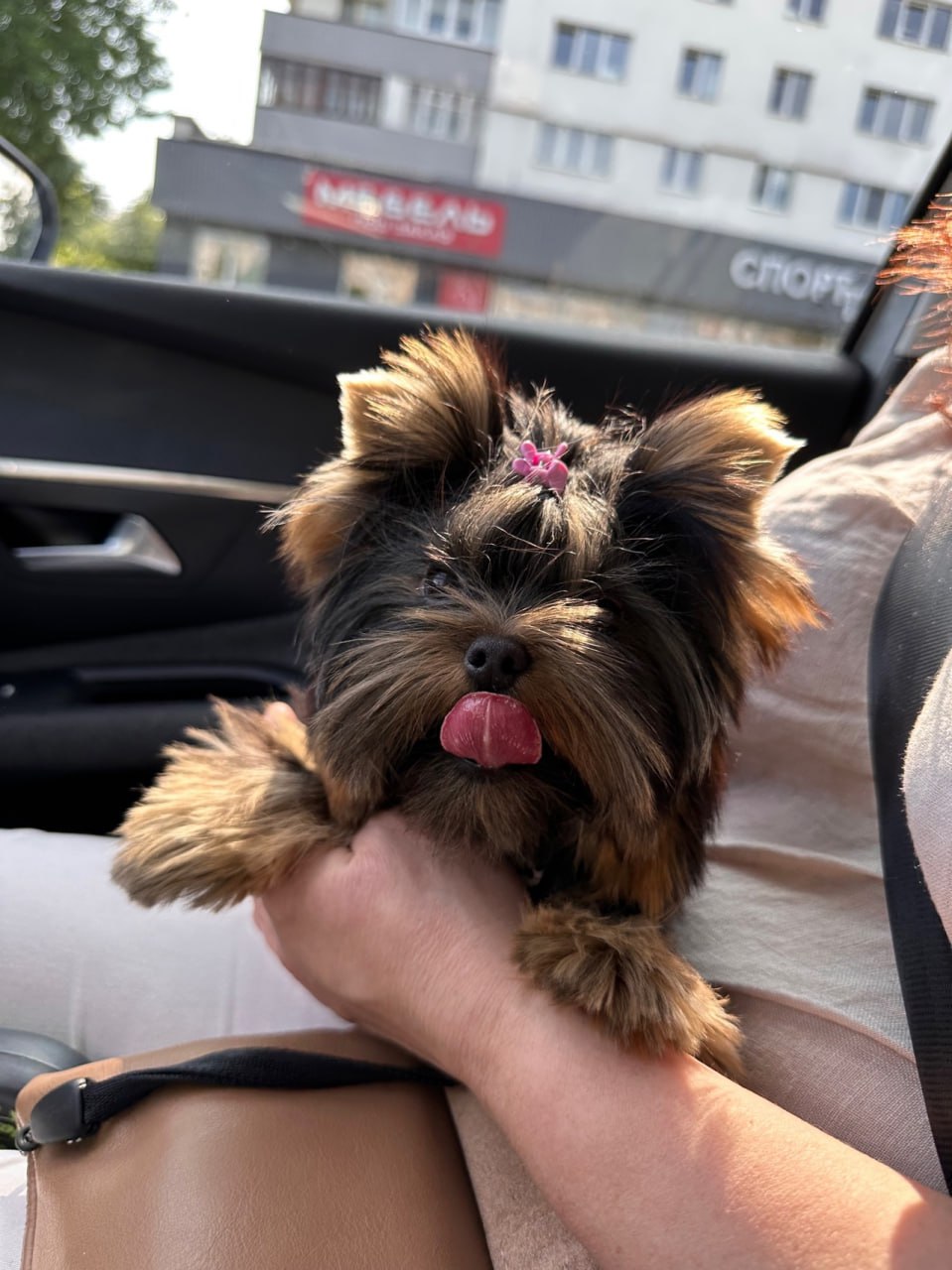 yorkie dog