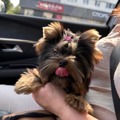 yorkie dog